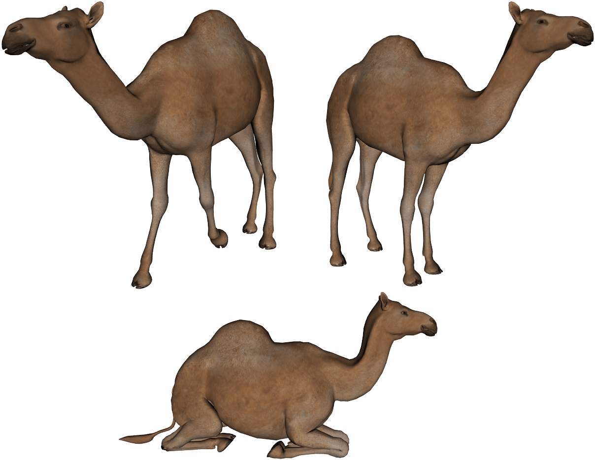 Camel Transparent PNG Image