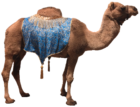Camel 9 Transparent PNG Image