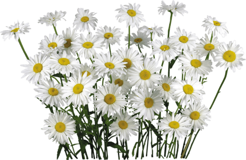 Camomile Transparent PNG Image