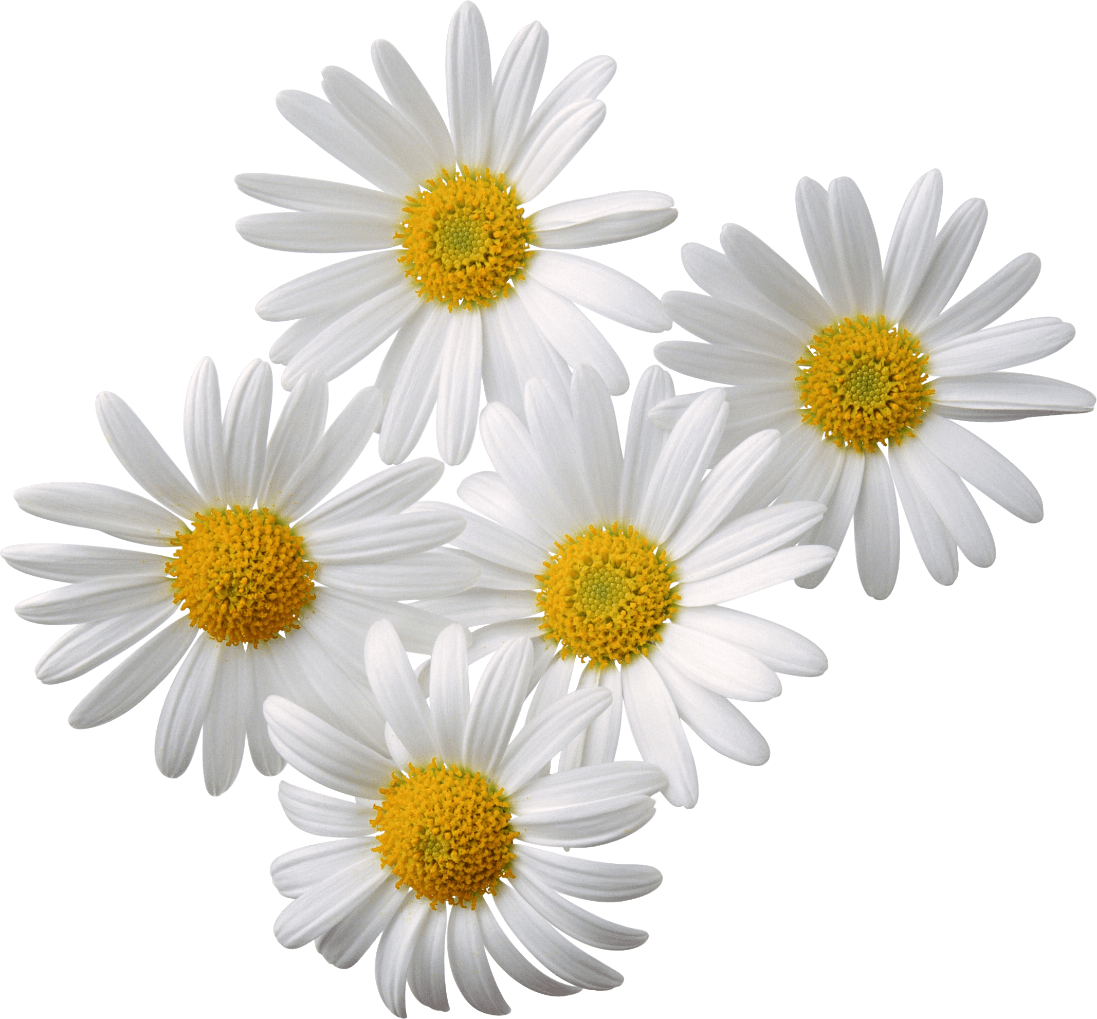 Camomiles Transparent PNG Image