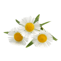 Camomile Transparent PNG Image