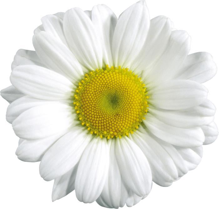 Camomile Transparent PNG Image