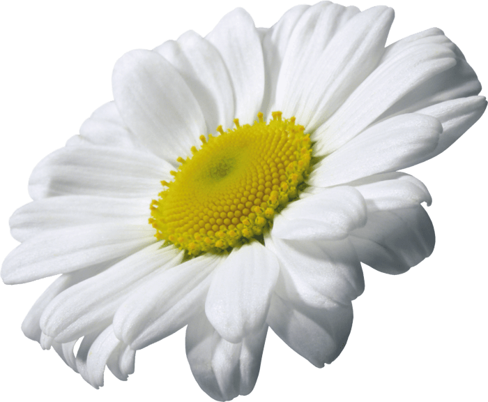 Camomile Transparent PNG Image
