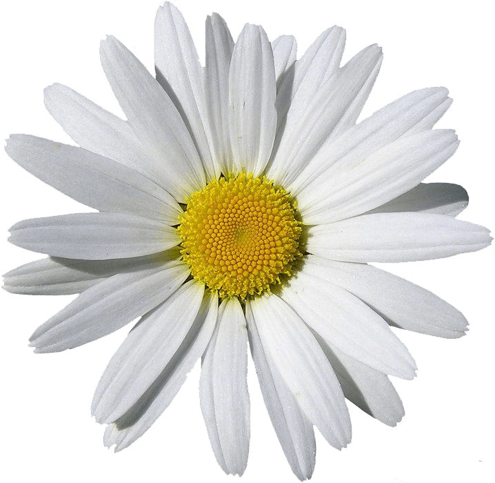 Camomile Transparent PNG Image