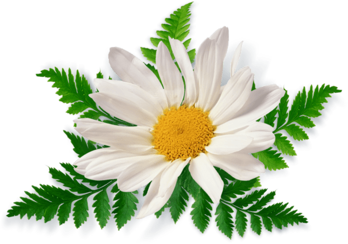 Camomile Transparent PNG Image