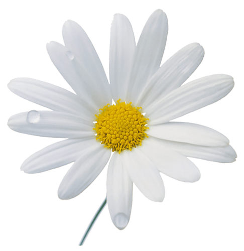 Camomile Transparent PNG Image