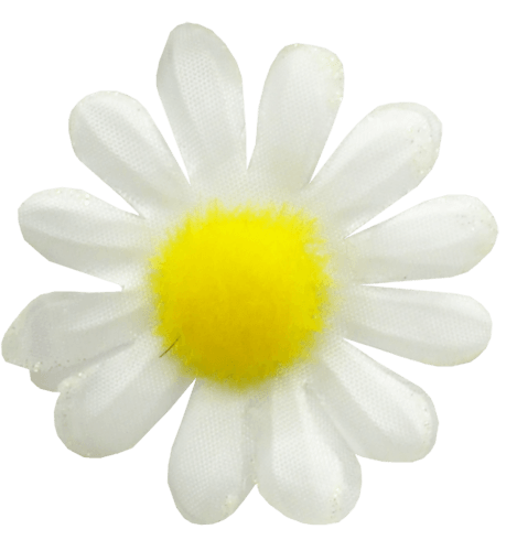 Camomile Transparent PNG Image