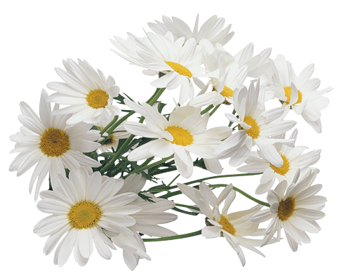Camomile Transparent PNG Image
