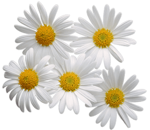 Camomile Transparent PNG Image