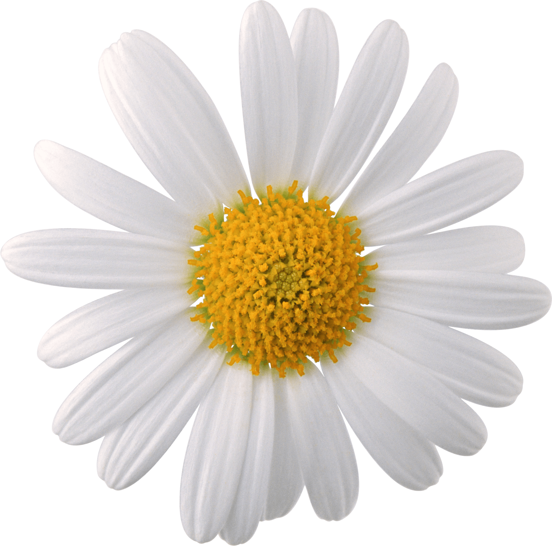 Camomile Transparent PNG Image