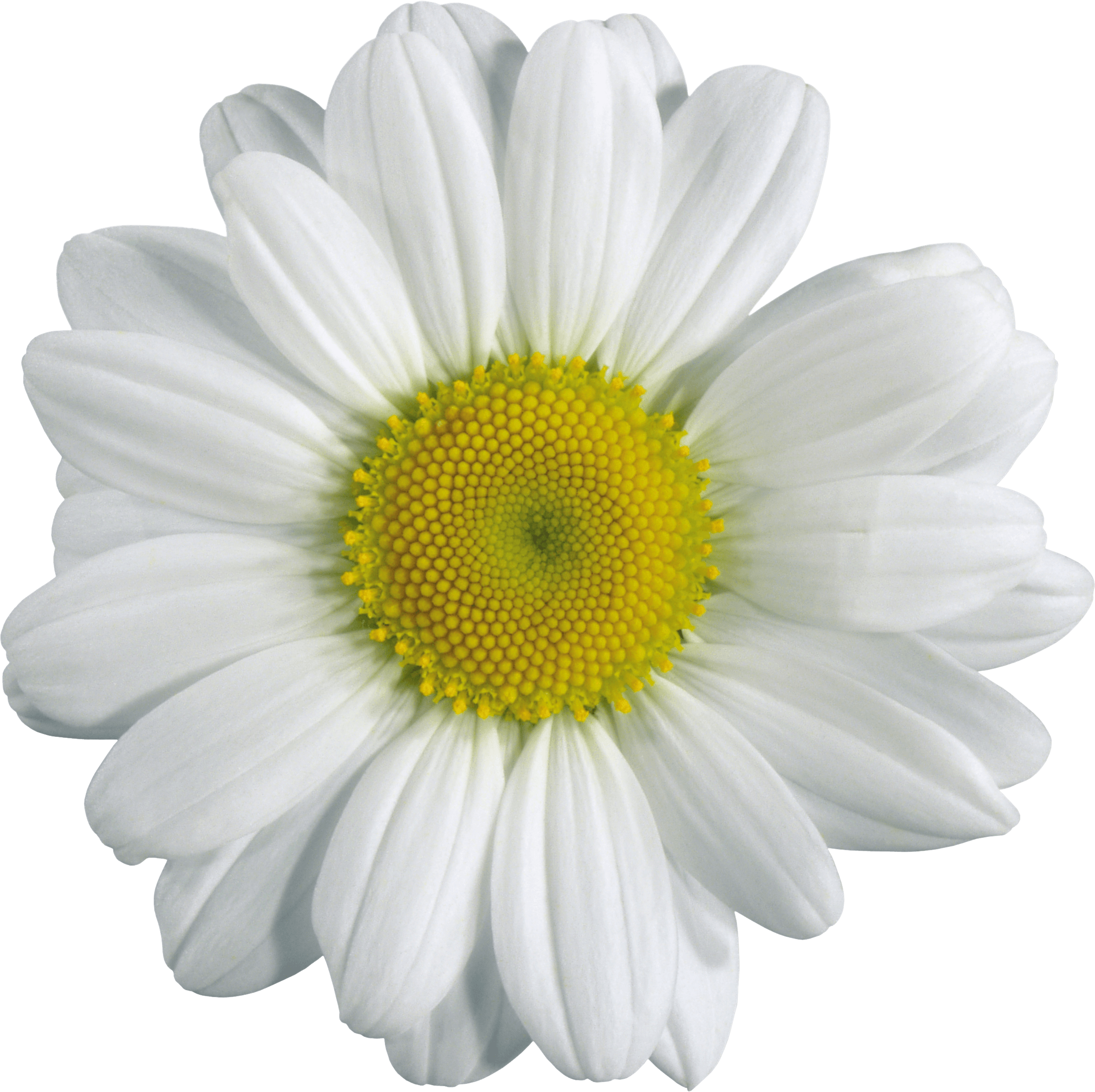 Camomile Transparent PNG Image
