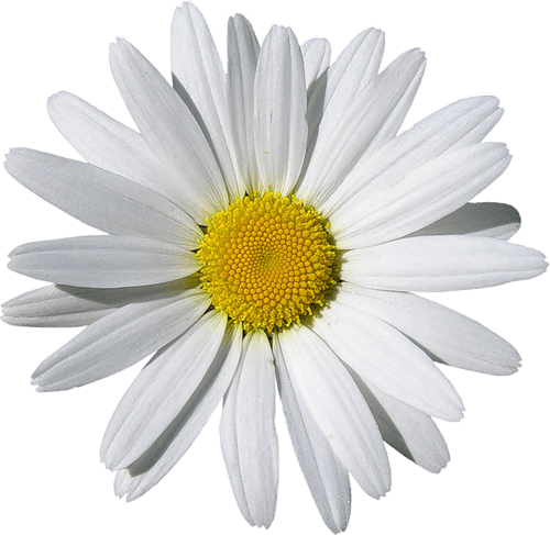Camomile Transparent PNG Image