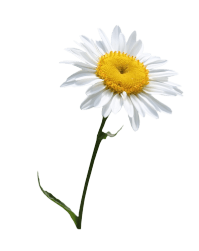 Camomile Transparent PNG Image