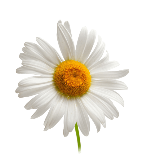 Camomile Transparent PNG Image