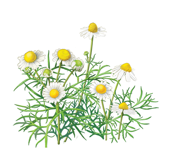 Camomile Transparent PNG Image