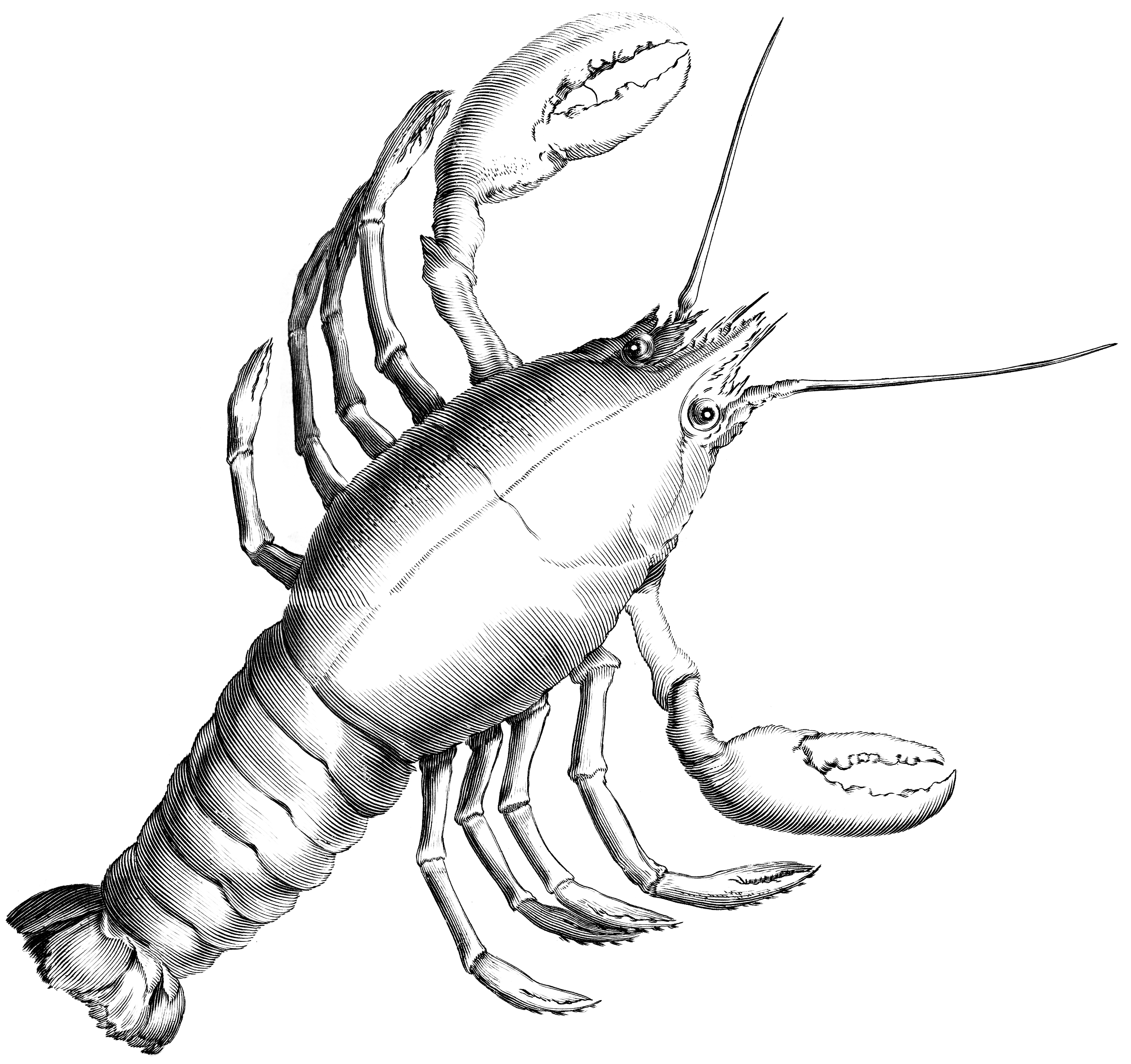 Cancer Transparent PNG Image