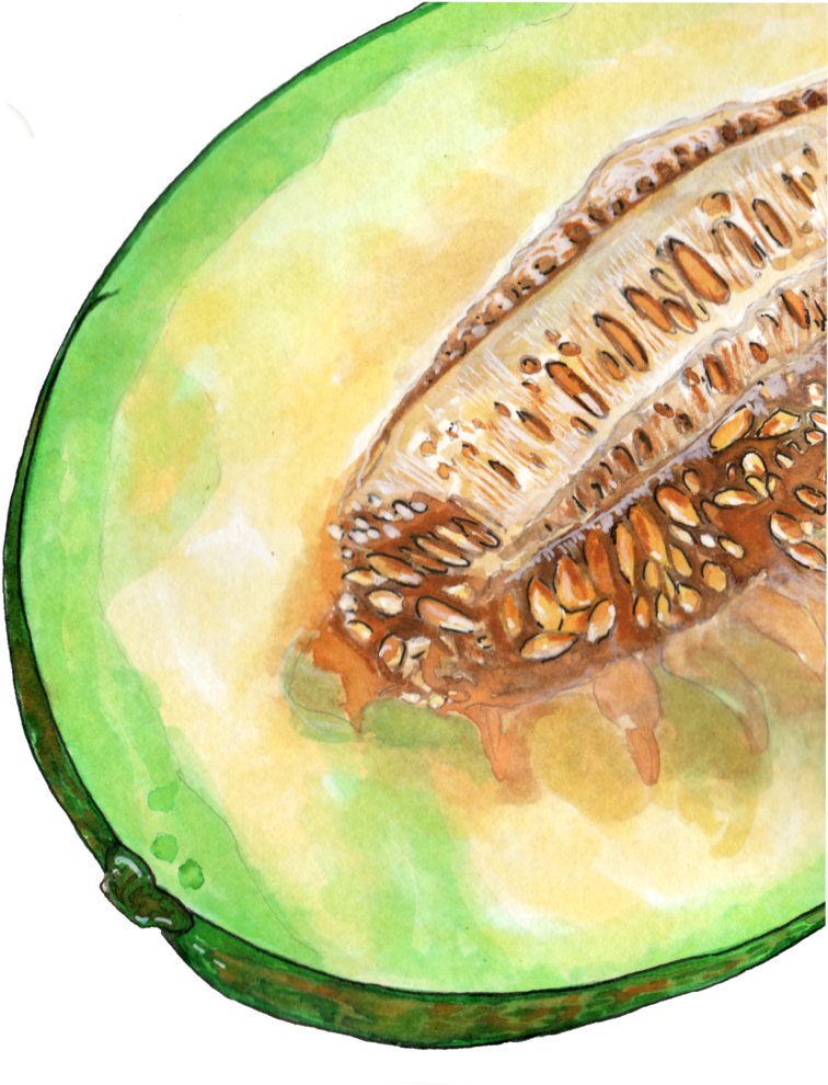 Cantaloupe Transparent PNG Image