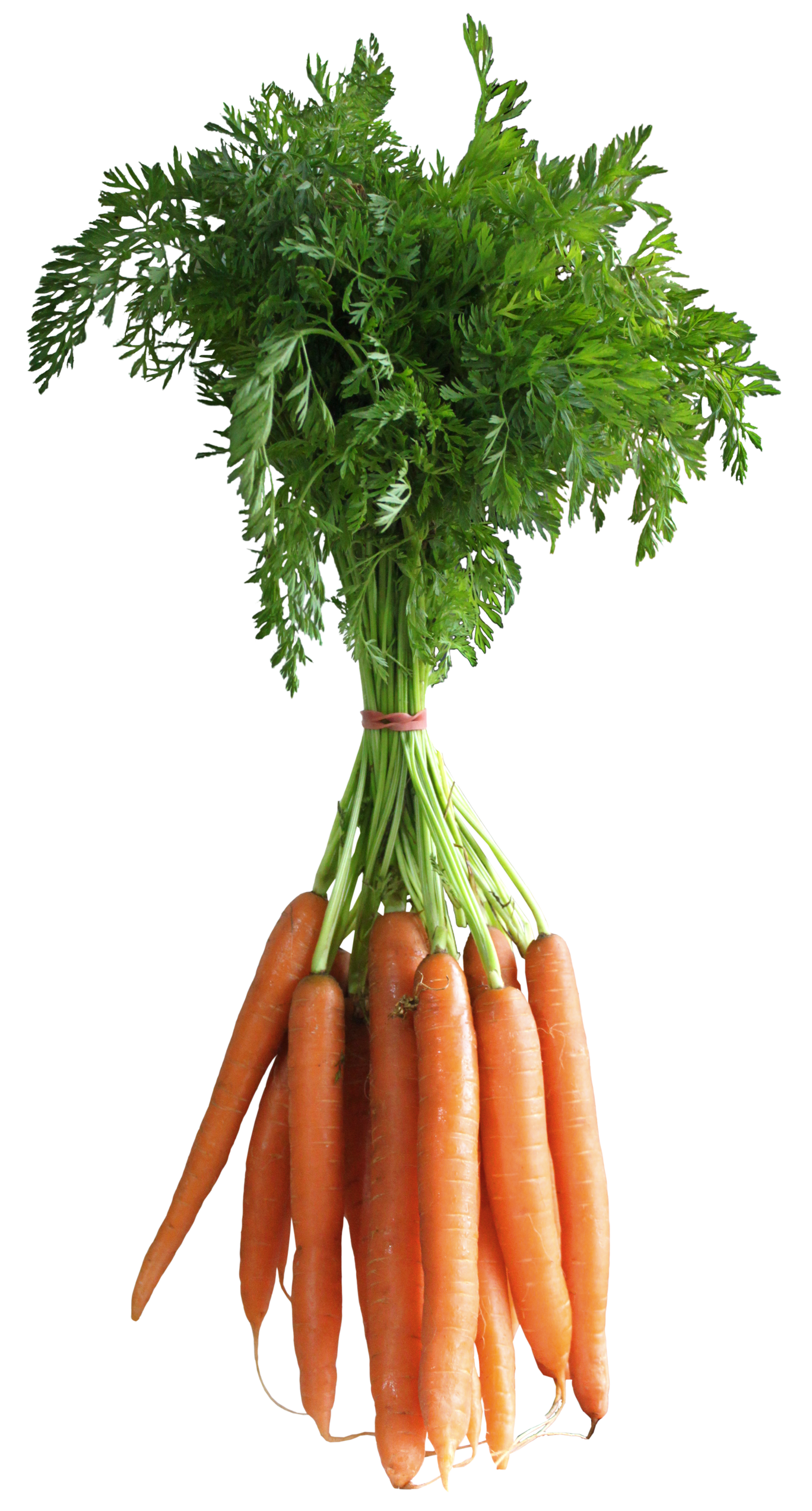 Carrot Transparent PNG Image
