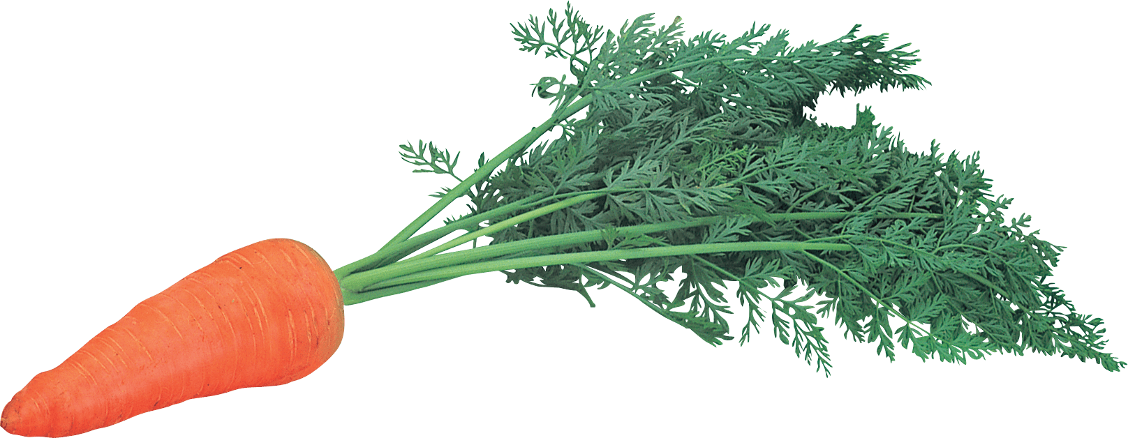 Carrot Transparent PNG Image