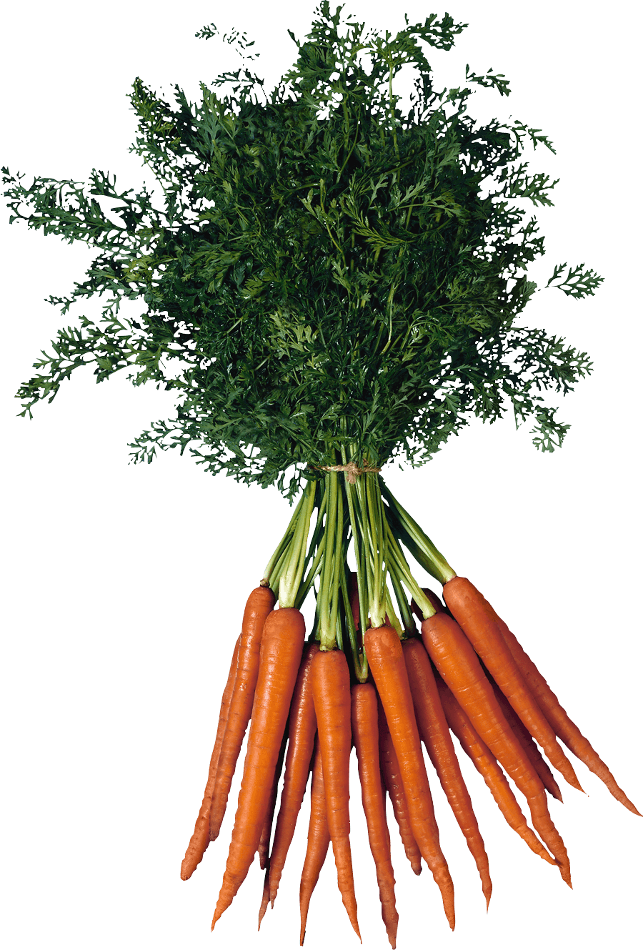 Carrot Transparent PNG Image