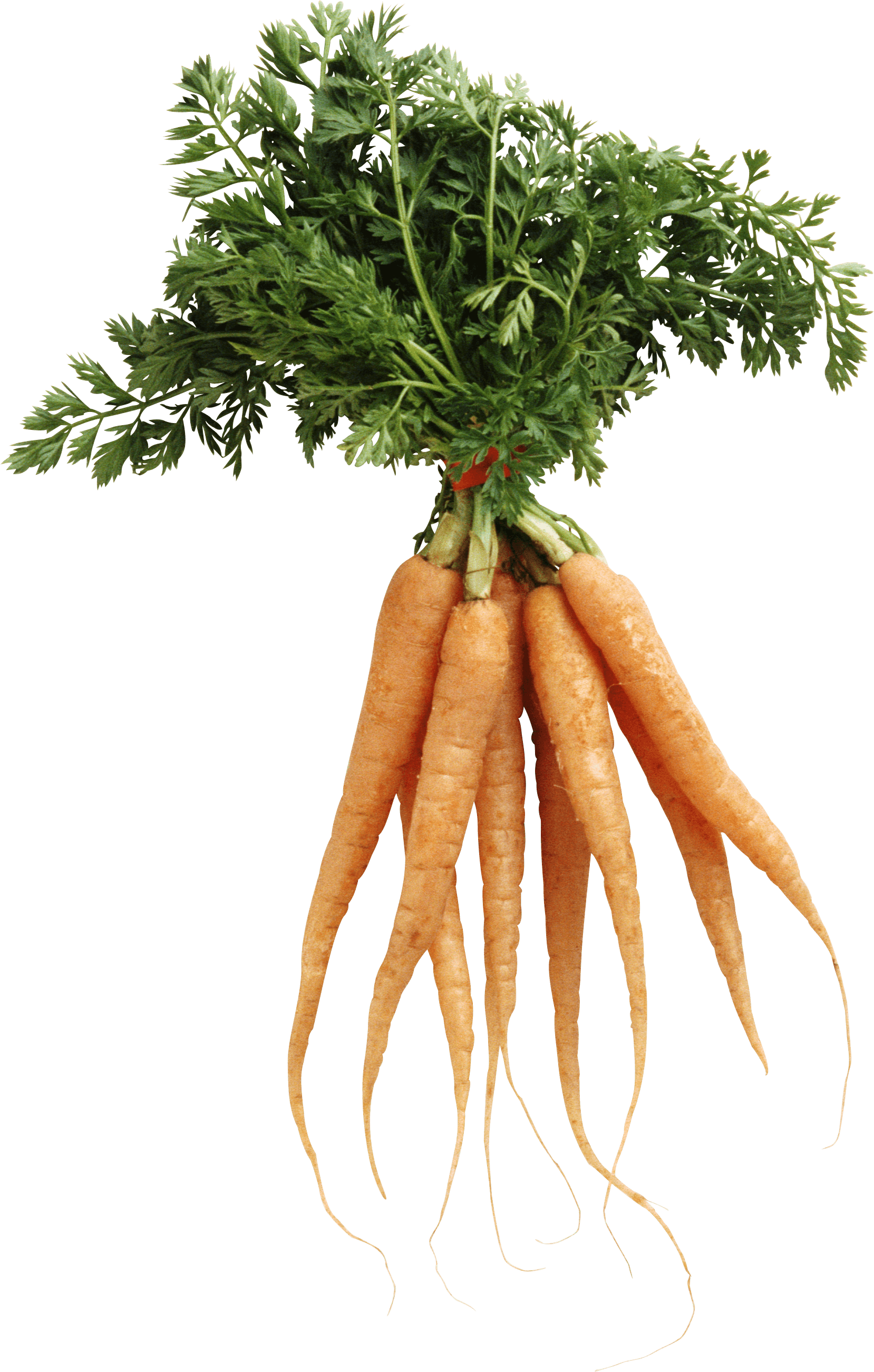 Carrot Transparent PNG Image