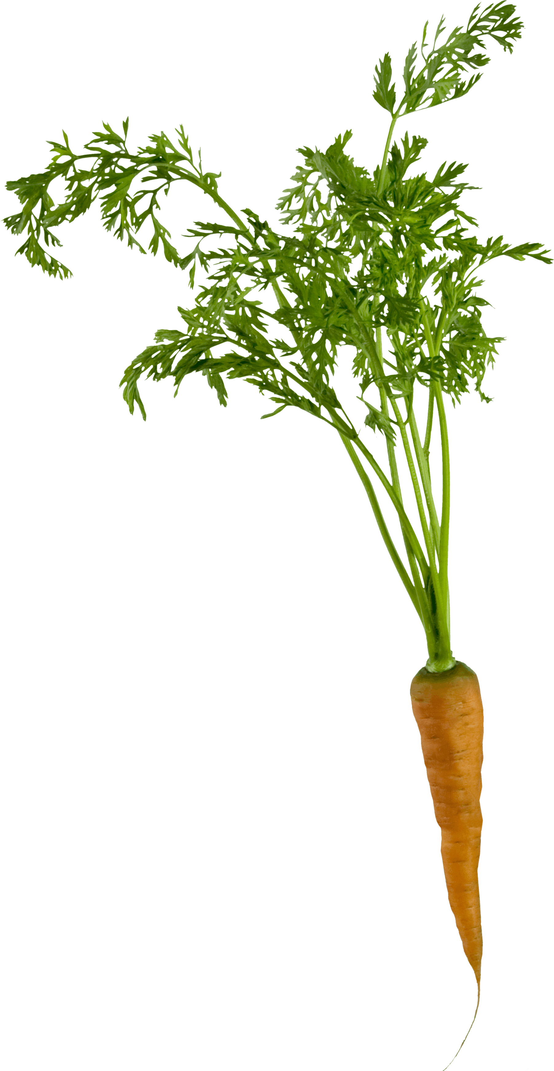 Carrot Transparent PNG Image