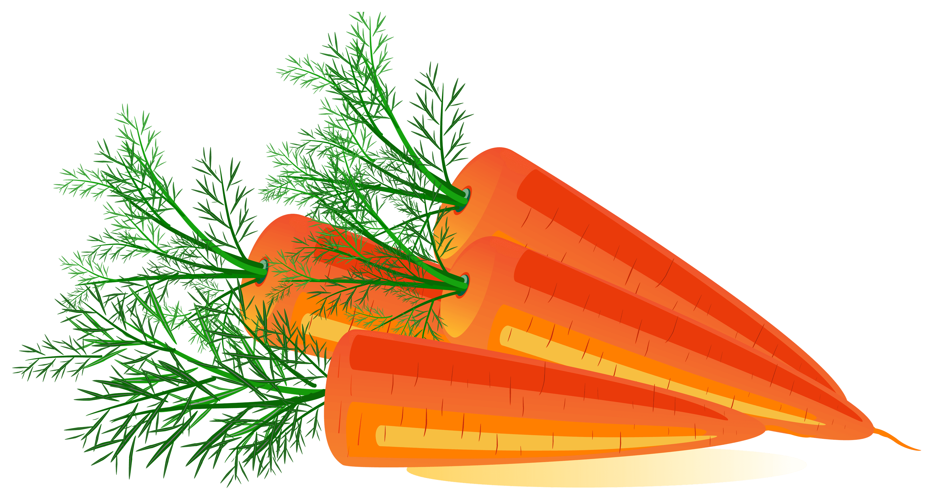 Carrot Transparent PNG Image