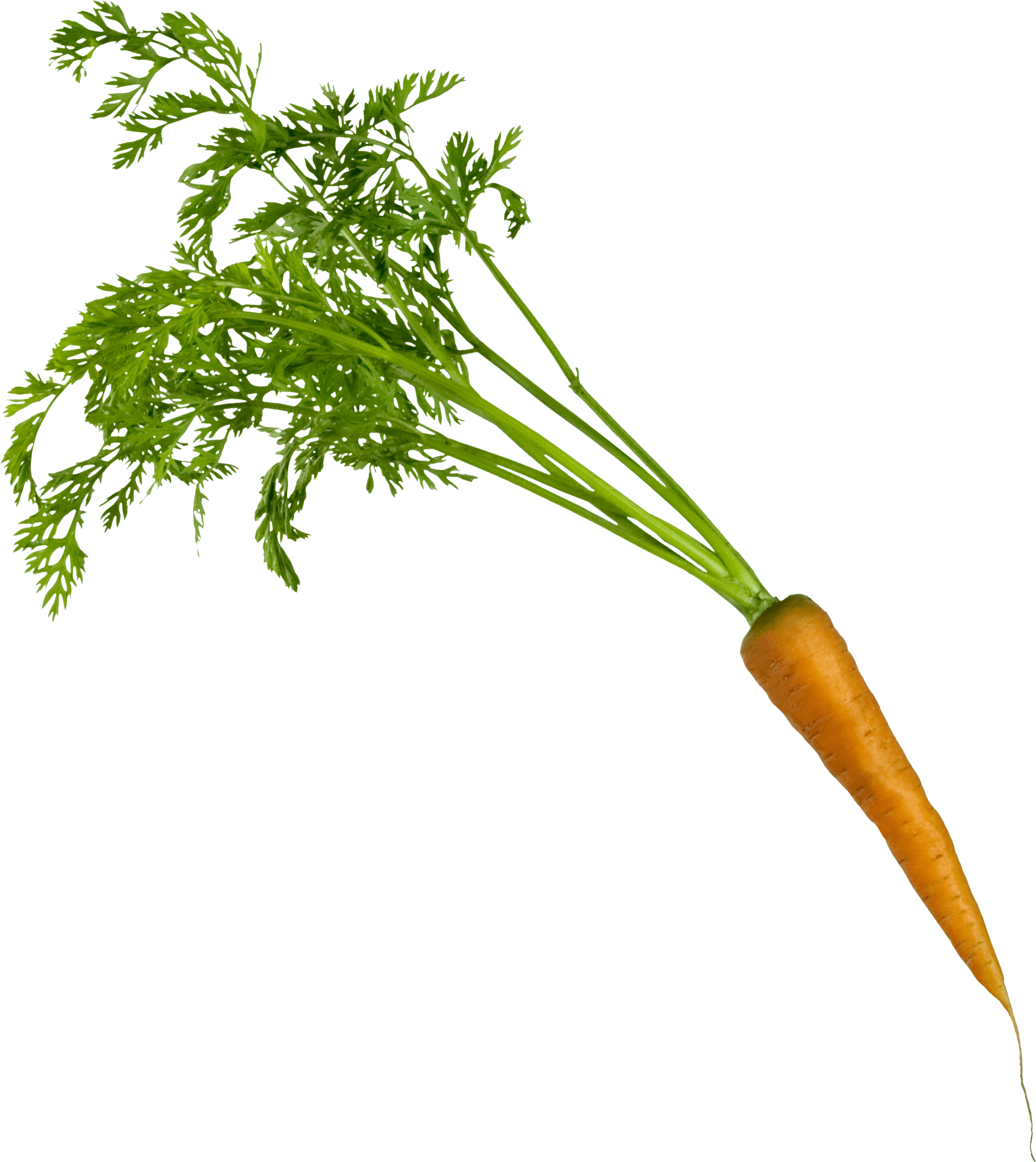 Carrot Transparent PNG Image