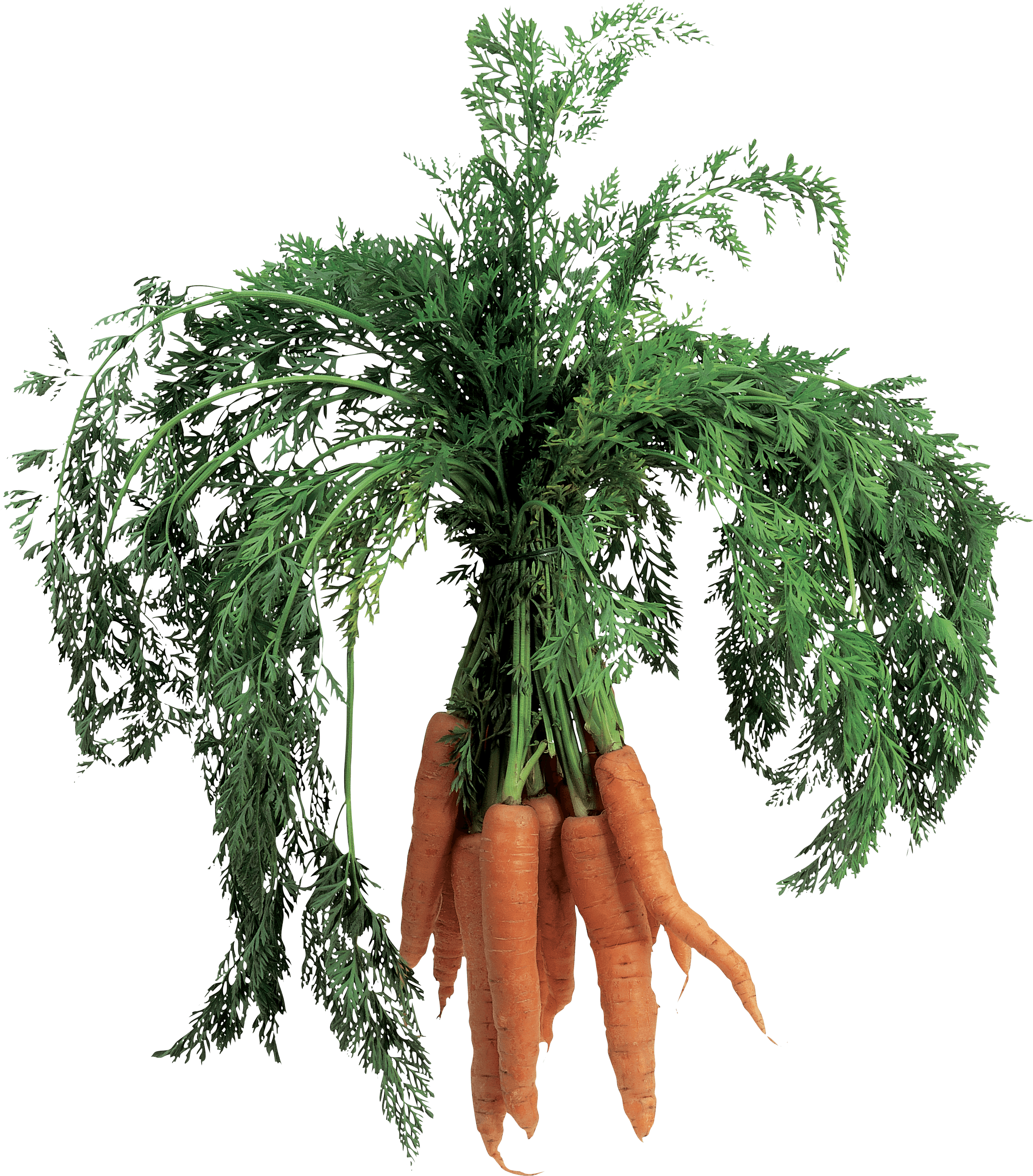 Carrot Transparent PNG Image