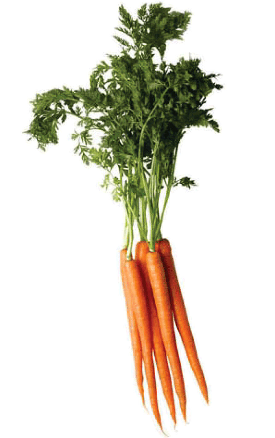 Carrot Transparent PNG Image