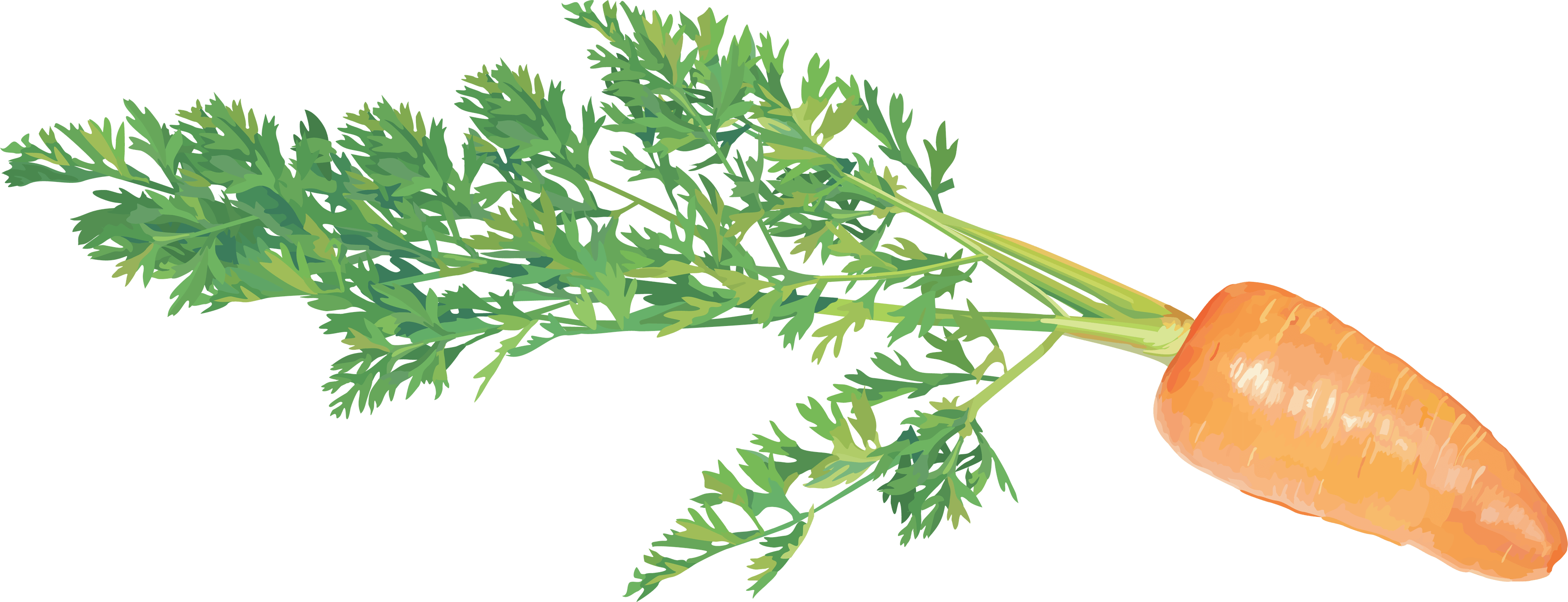 Carrot Transparent PNG Image