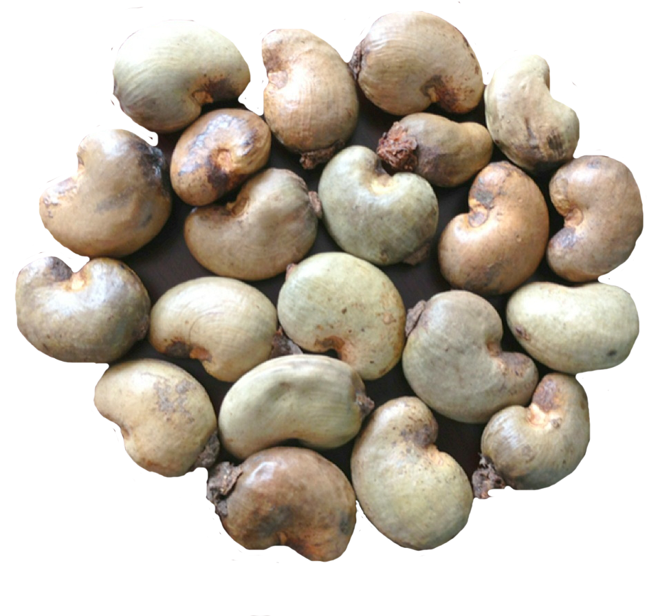 Nut Cashew Organic Transparent PNG Image