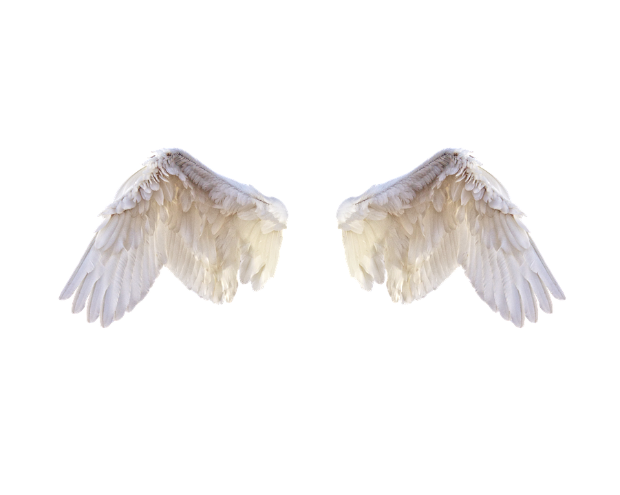 Half Wings Transparent PNG Image