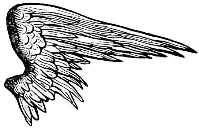 Half Wings Transparent PNG Image