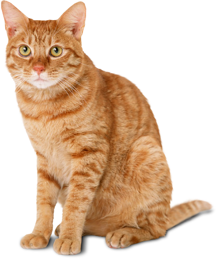 Cat Transparent PNG Image