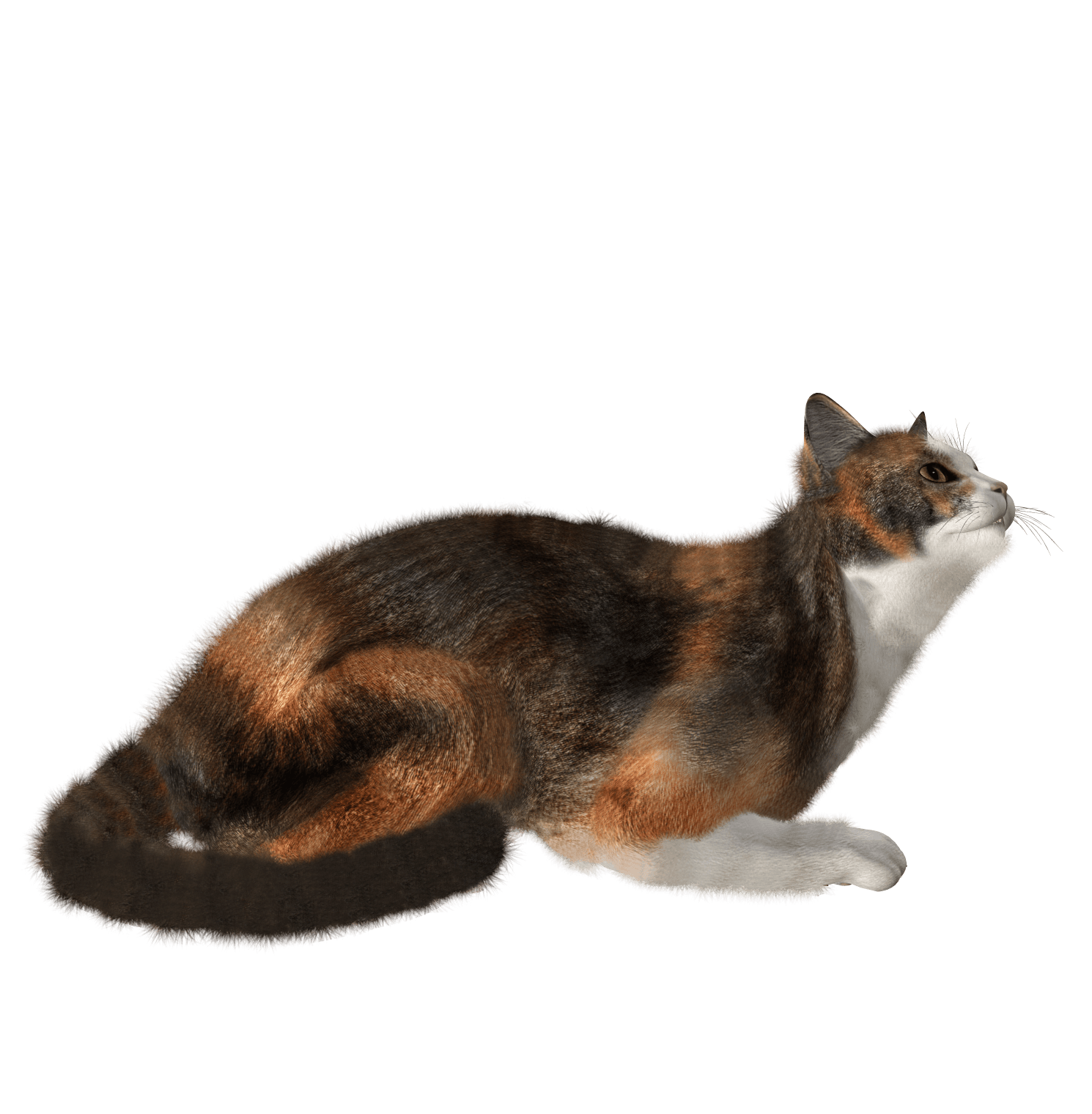 Cat Transparent PNG Image