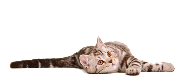 Cat 12 Transparent PNG Image