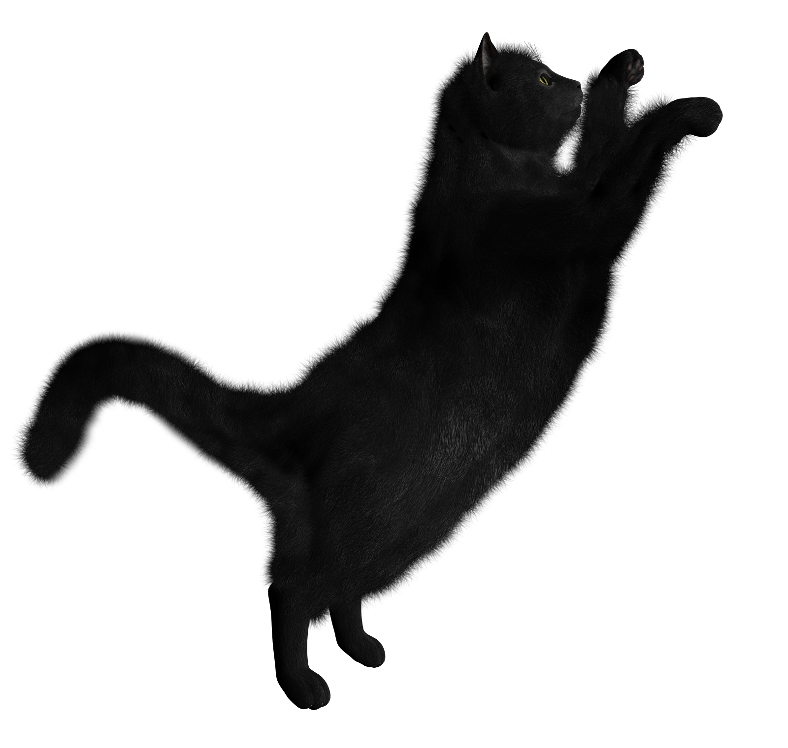 Black Cat Transparent PNG Image
