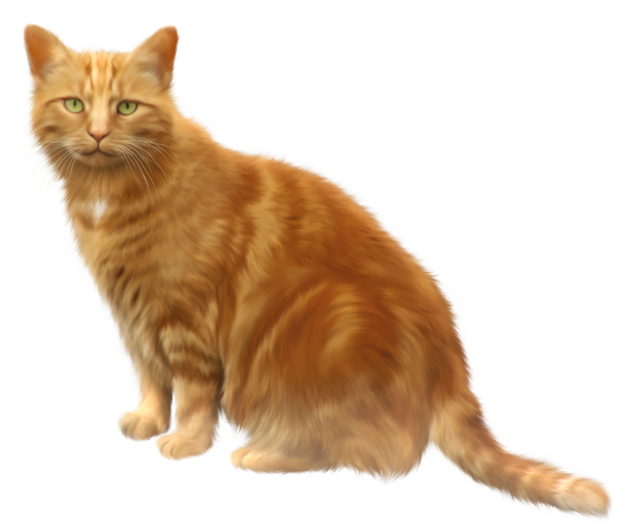 Cat 11 Transparent PNG Image