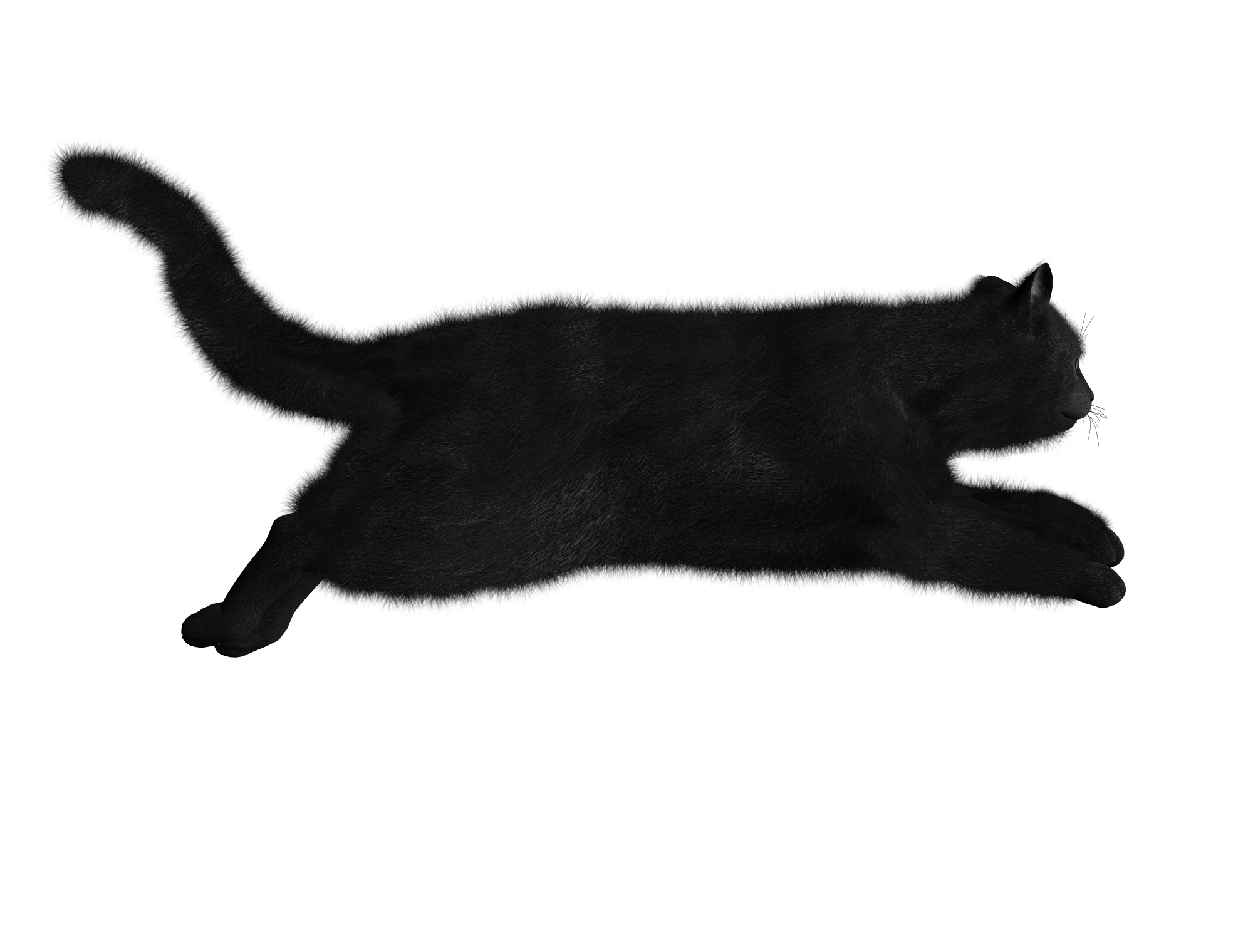 Cat Transparent PNG Image