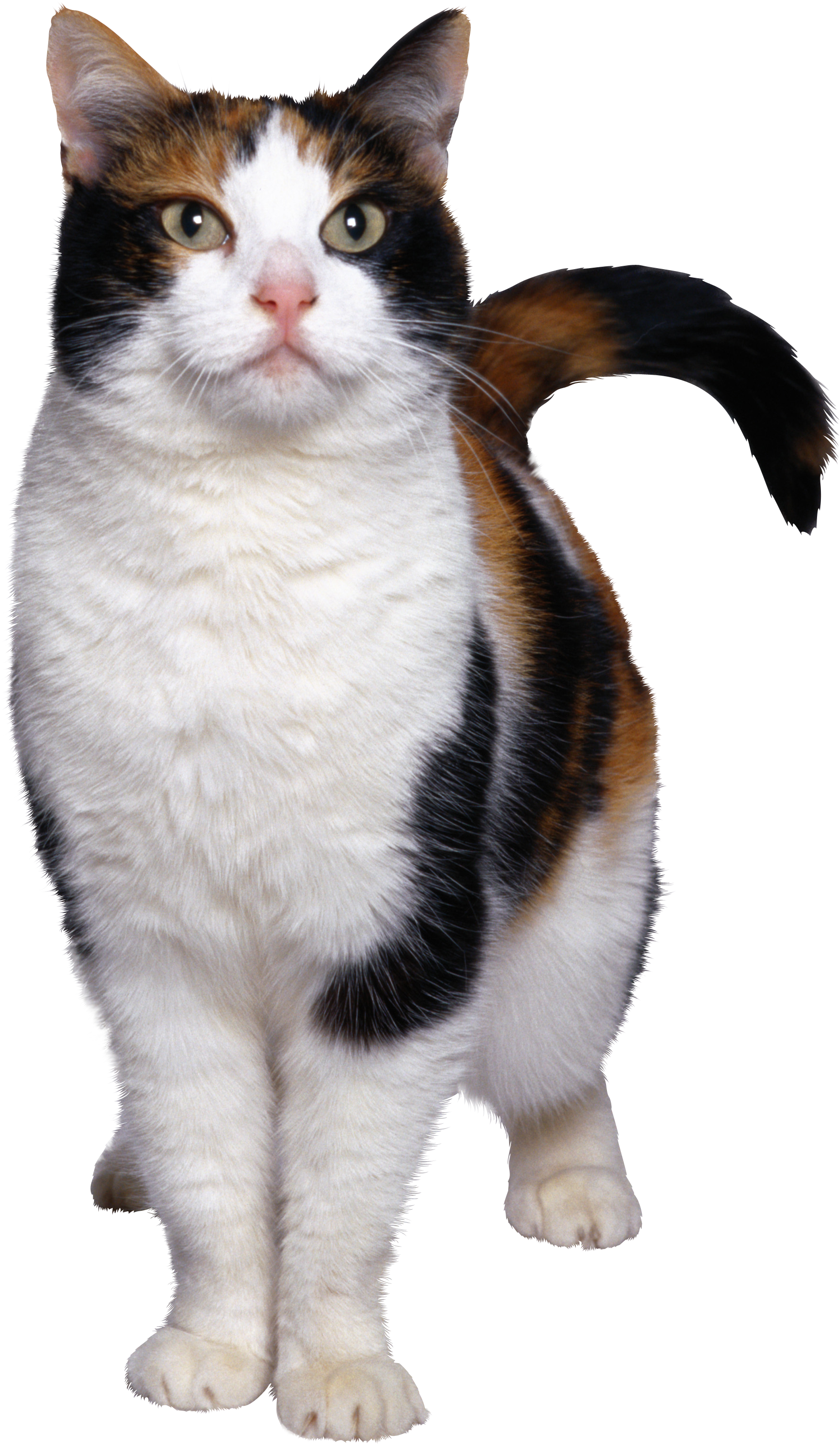 Cat 7 Transparent PNG Image