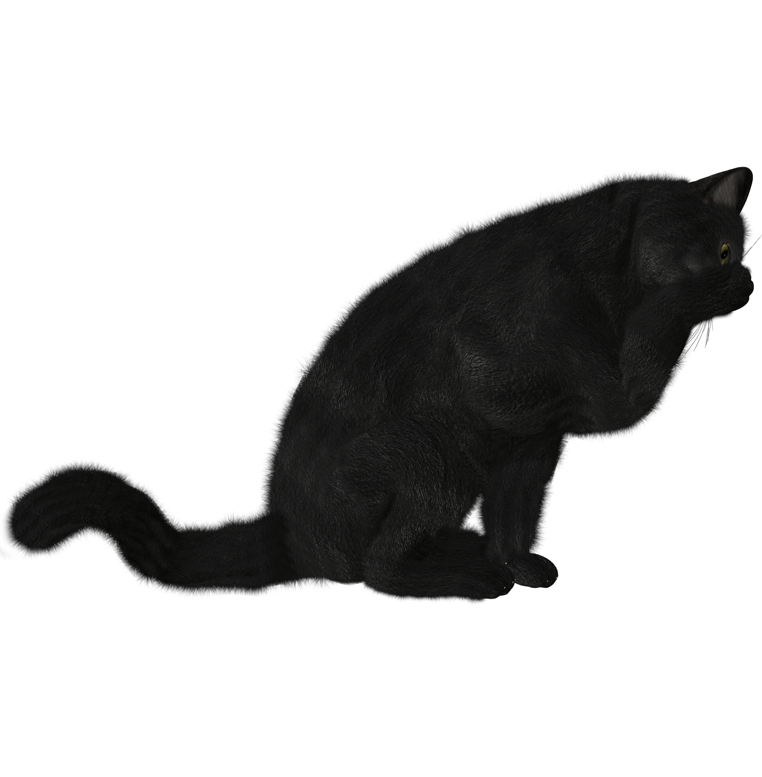 Cat Transparent PNG Image