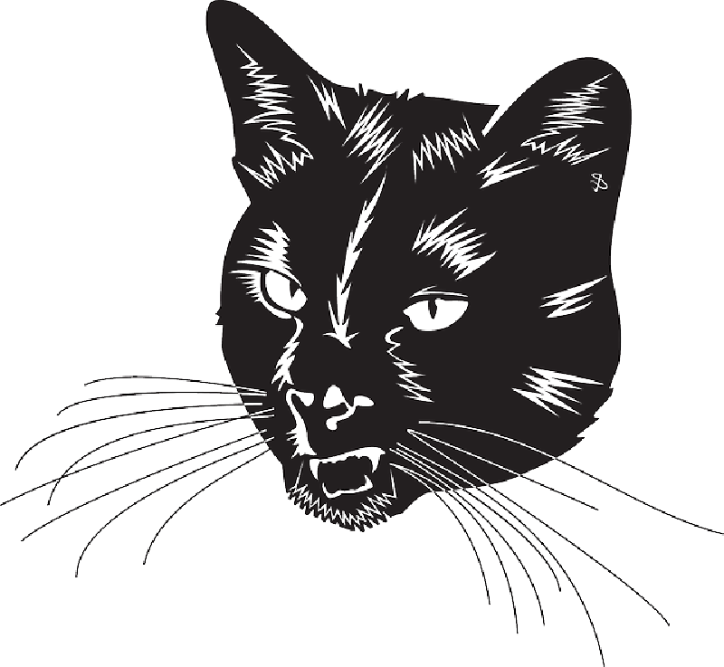 Vector Cat Transparent PNG Image