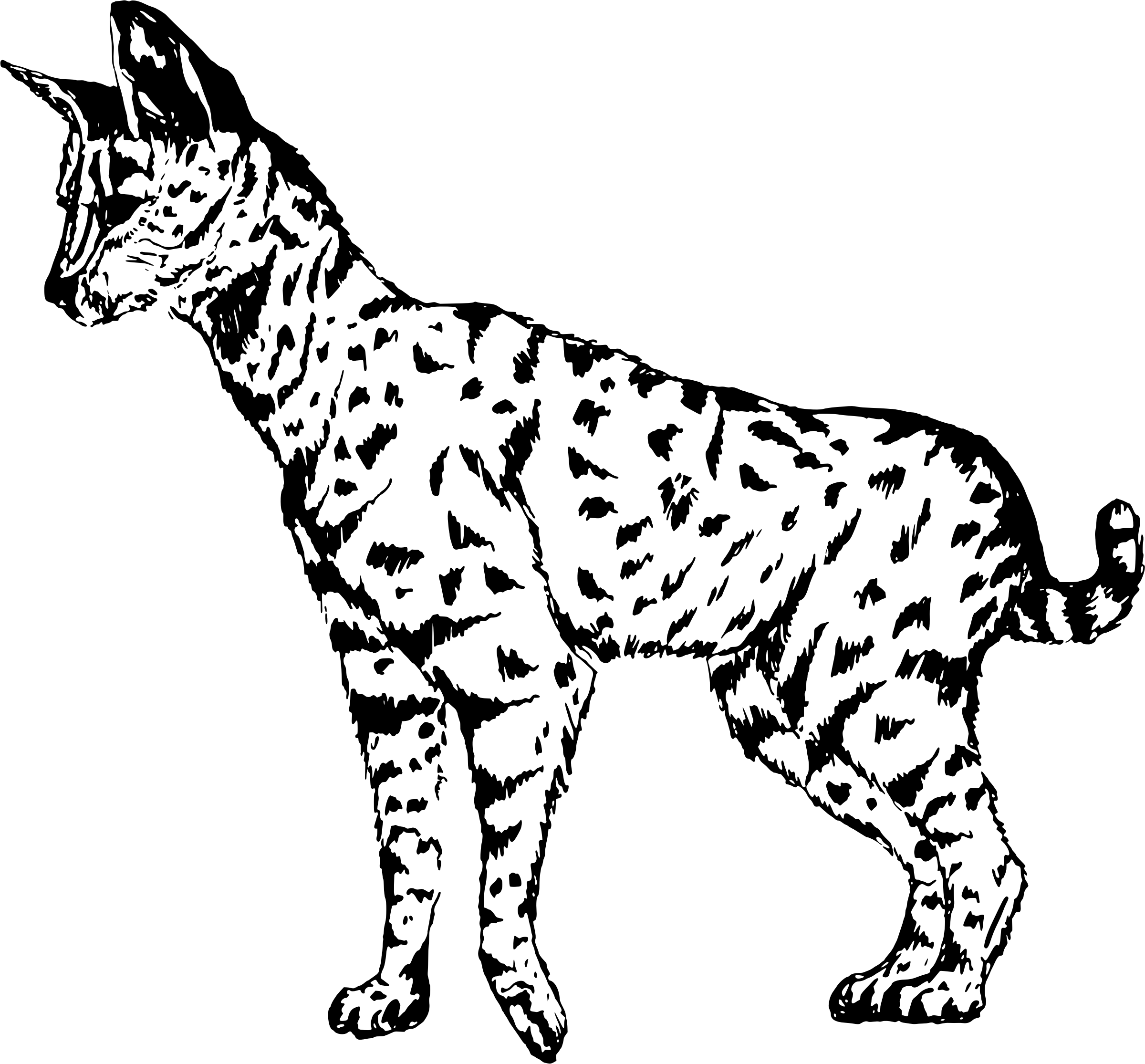 Wild Vector Cat Transparent PNG Image