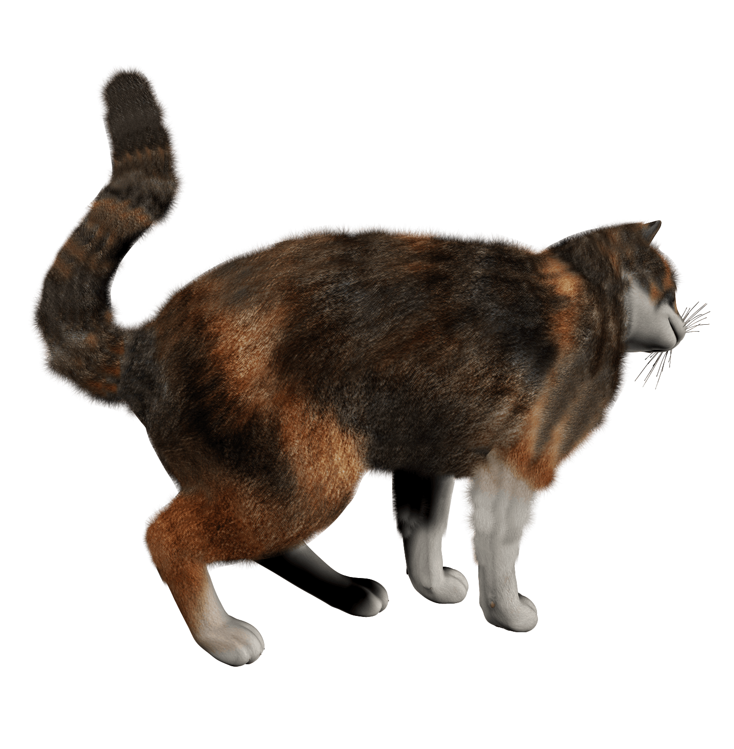 Kitten Transparent PNG Image