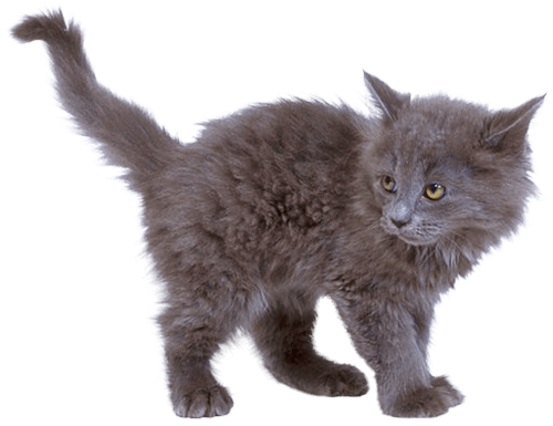 Kitten Transparent PNG Image