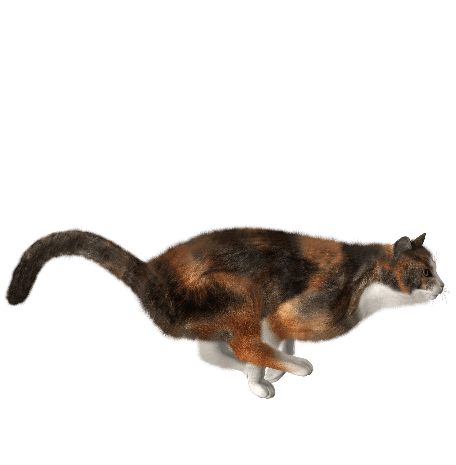 Cat Kitten Transparent PNG Image