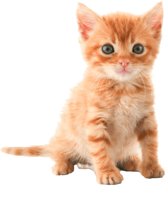 Cat Kitten Transparent PNG Image