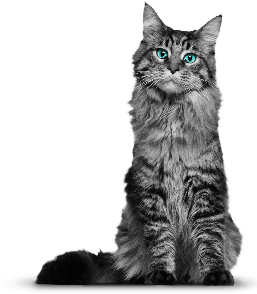 Cat 3 Transparent PNG Image