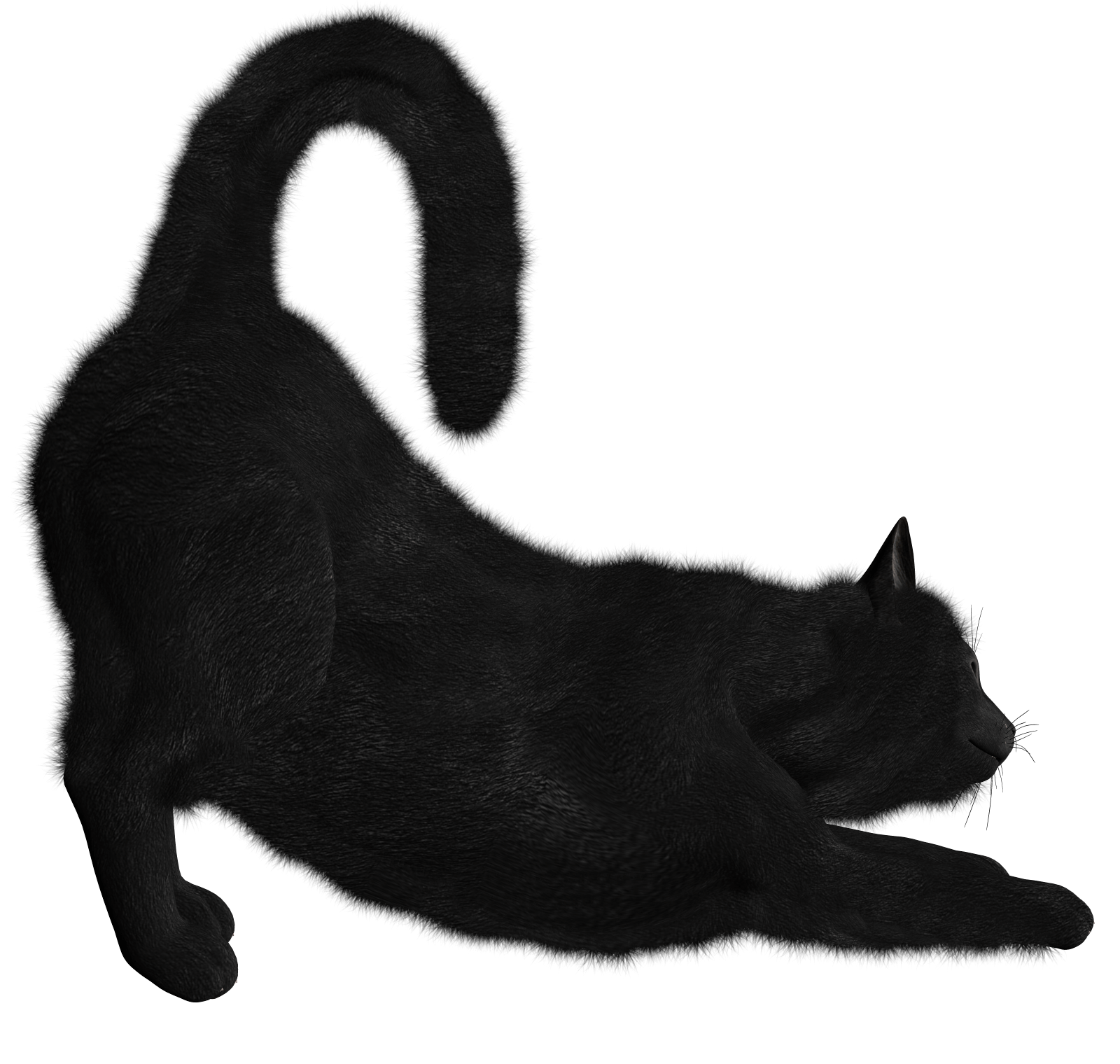 Black Cat Transparent PNG Image